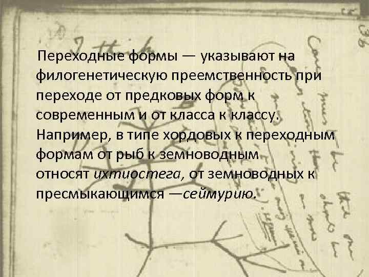  Переходные формы — указывают на филогенетическую преемственность при переходе от предковых форм к
