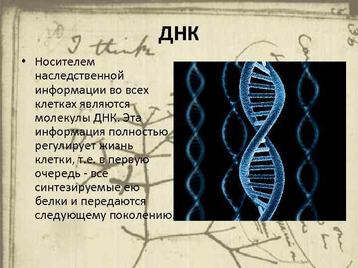 Днк носитель наследственной информации презентация 10 класс