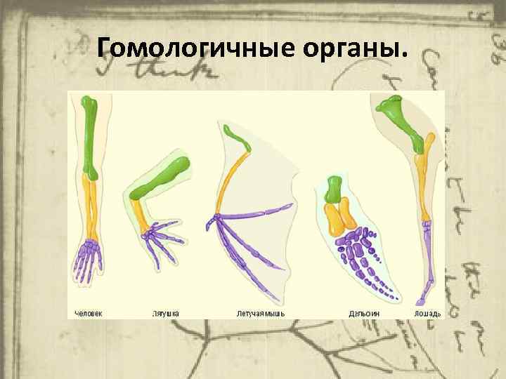 Установите соответствие аналогичные органы гомологичные органы. Гомологичные органы. Гомологичные органы дивергенции. Гомологичные органы схема. У позвоночных животных гомологичными органами являются.