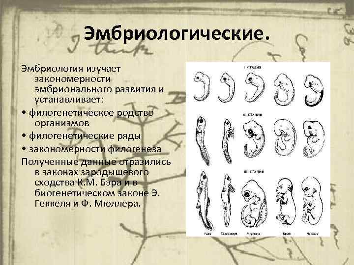 Установите соответствие доказательств эволюции