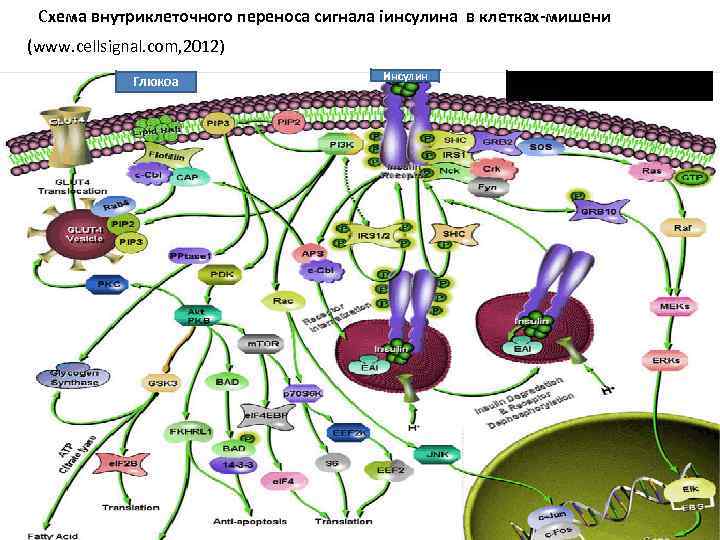  Схема внутриклеточного переноса сигнала іинсулина в клетках-мишени (www. cellsignal. com, 2012) Глюкоа Инсулин