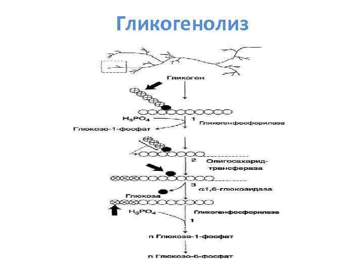 Гликогенолиз 