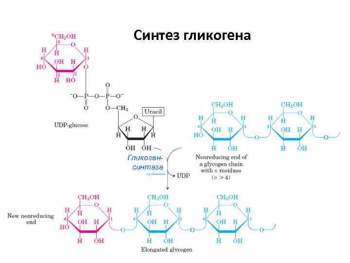 Синтез гликогена Гликогенсинтаза 