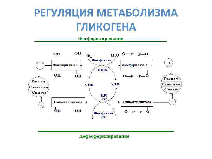 РЕГУЛЯЦИЯ МЕТАБОЛИЗМА ГЛИКОГЕНА 