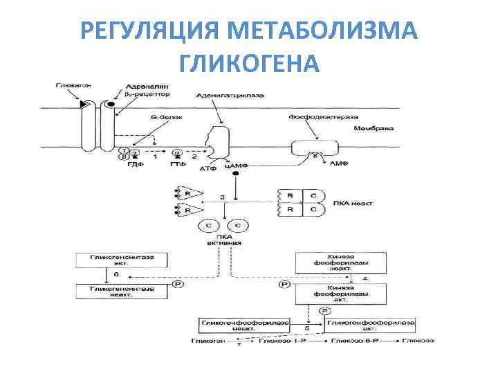 РЕГУЛЯЦИЯ МЕТАБОЛИЗМА ГЛИКОГЕНА 