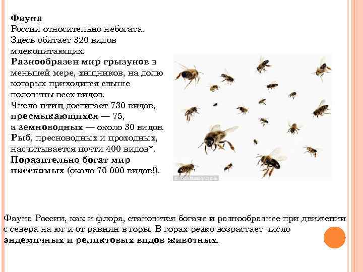 Фауна России относительно небогата. Здесь обитает 320 видов млекопитающих. Разнообразен мир грызунов в меньшей