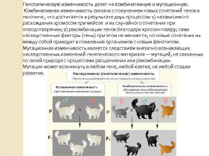 Свойства генотипической изменчивости. Наследственная генотипическая комбинативная пример. Примеры комбинативной и мутационной изменчивости. Комбинативная гибридная изменчивость связана с. Генотипическая изменчивость комбинативная.