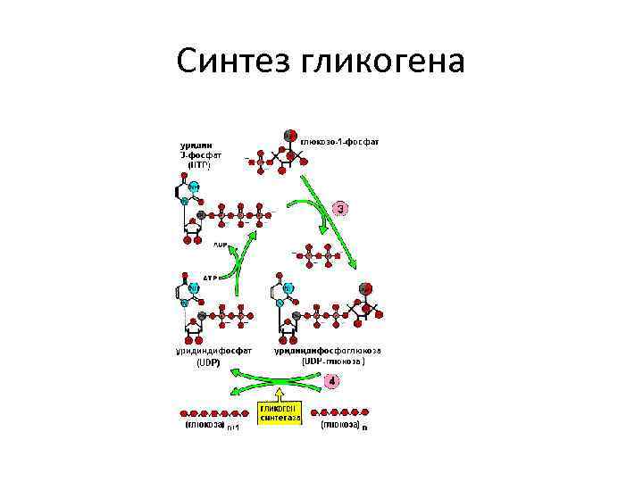 Синтез гликогена 