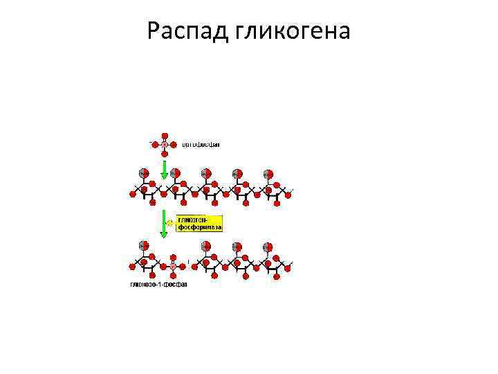 Распад гликогена 