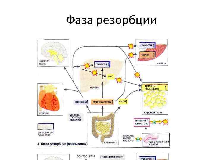 Фаза резорбции 