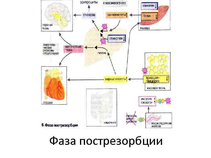 Фаза пострезорбции 