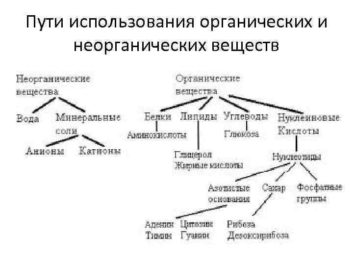 Пути использования органических и неорганических веществ 