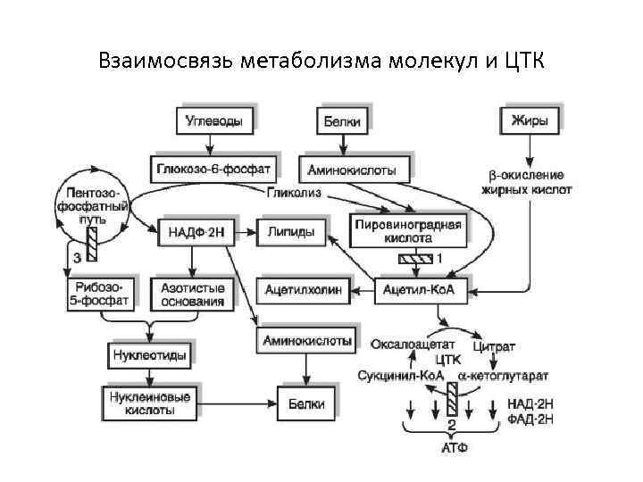 Интеграция метаболизма биохимия схема