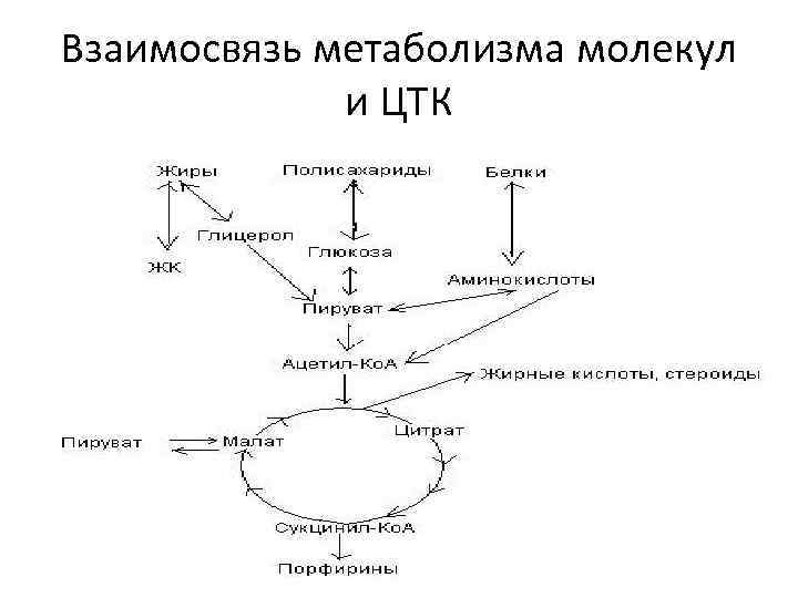 Молекулярный обмен веществ