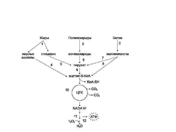 Интеграция метаболизма биохимия схема