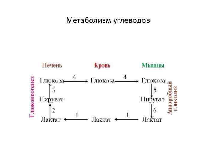 Метаболизм углеводов 