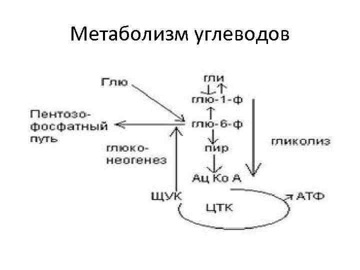 Углеводы метаболизма процессы. Метаболизм углеводов в печени. Роль печени в обмене углеводов. Роль печени в углеводном обмене. Роль печени в метаболизме углеводов.