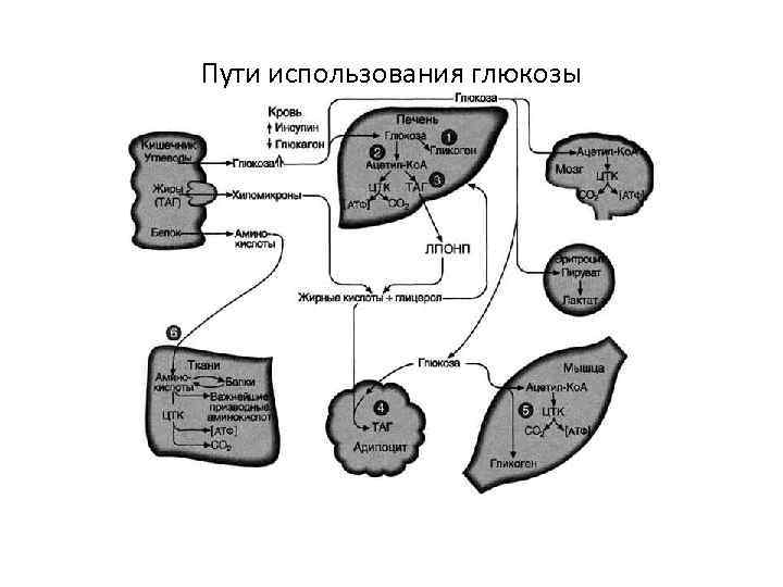 Пути использования глюкозы 