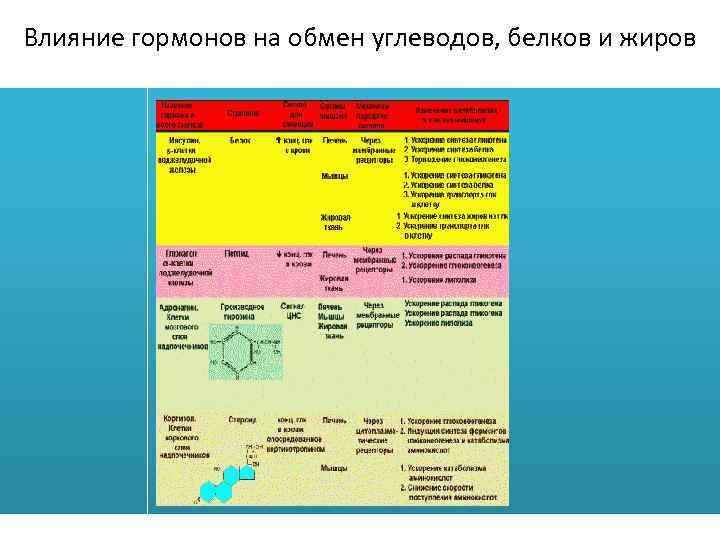 Влияние гормонов на обмен углеводов, белков и жиров 