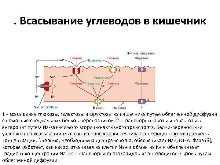 . Всасывание углеводов в кишечник 1 - всасывание глюкозы, галактозы и фруктозы из кишечника