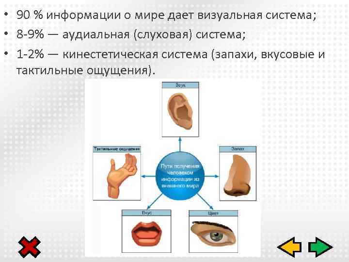  • 90 % информации о мире дает визуальная система; • 8 -9% —