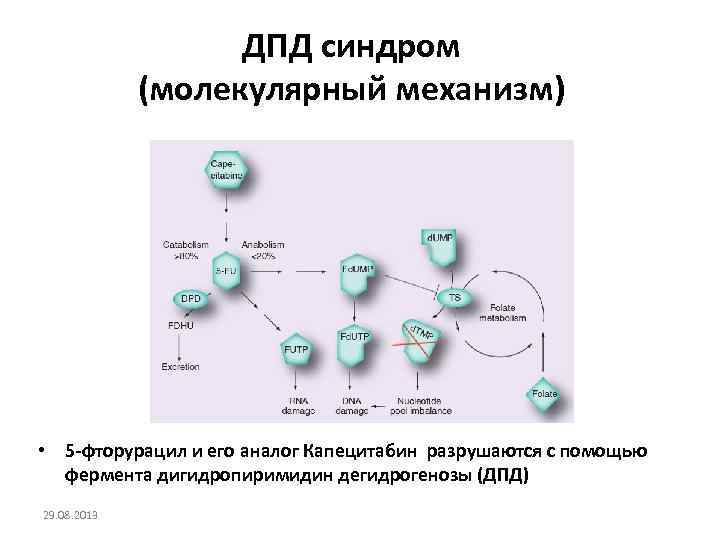 ДПД синдром (молекулярный механизм) • 5 -фторурацил и его аналог Капецитабин разрушаются с помощью