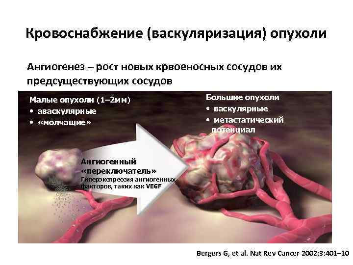 Кровоснабжение (васкуляризация) опухоли Ангиогенез – рост новых крвоеносных сосудов их предсуществующих сосудов Малые опухоли