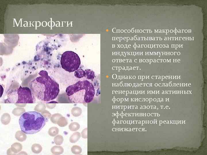 Макрофаги Способность макрофагов перерабатывать антигены в ходе фагоцитоза при индукции иммунного ответа с возрастом