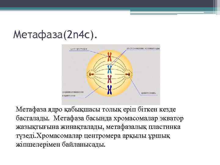 Метафаза(2 n 4 c). Метафаза ядро қабықшасы толық еріп біткен кезде басталады. Метафаза басында