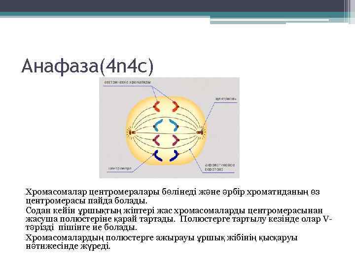 Анафаза(4 n 4 c) Хромасомалар центромералары бөлінеді және әрбір хроматиданың өз центромерасы пайда болады.