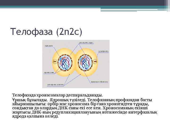 Телофаза 2n2c рисунок