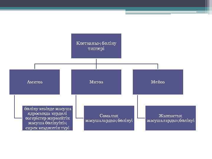 Клетканың бөліну типтері Амитоз бөліну кезінде жасуша ядросында күрделі өзгерістер жүрмейтін жасуша бөлінуінің сирек