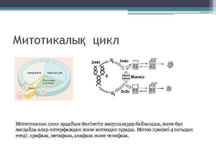 Митотикалық цикл әрдайым бөлінетін жасушаларда байқалады, және бұл жағдайда олар интерфазадан және митоздан тұрады.