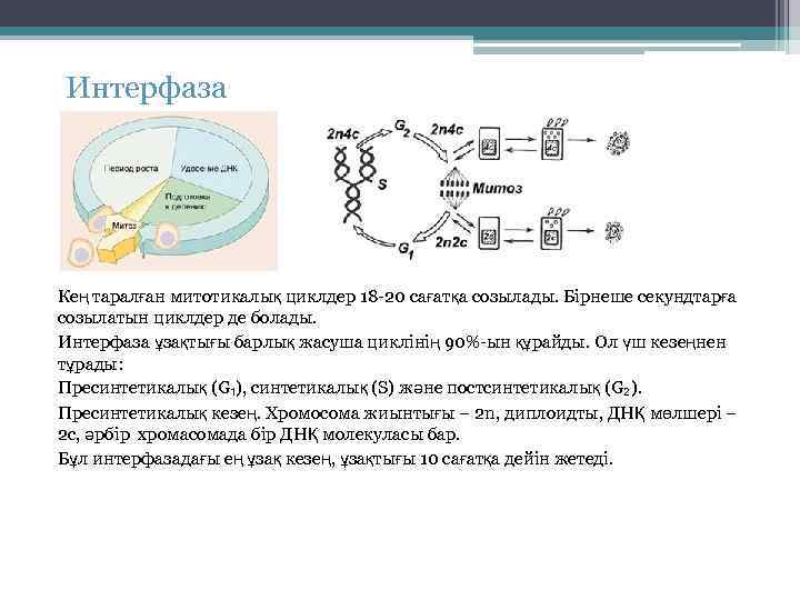 Интерфаза Кең таралған митотикалық циклдер 18 -20 сағатқа созылады. Бірнеше секундтарға созылатын циклдер де