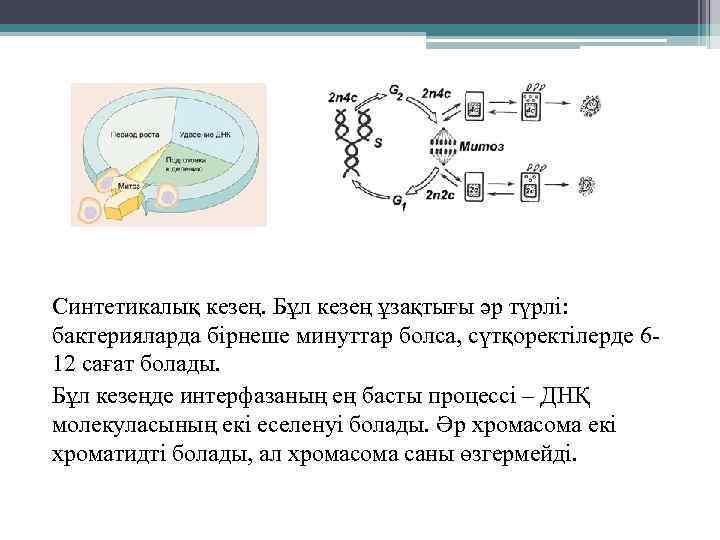 Синтетикалық кезең. Бұл кезең ұзақтығы әр түрлі: бактерияларда бірнеше минуттар болса, сүтқоректілерде 612 сағат