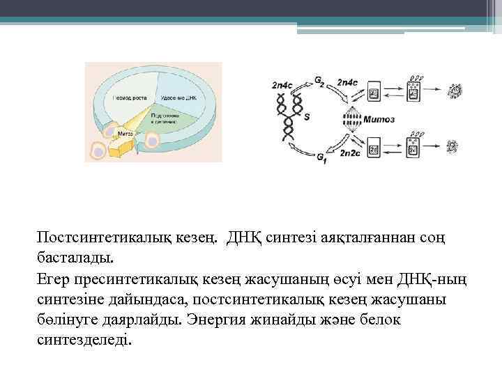 Постсинтетикалық кезең. ДНҚ синтезі аяқталғаннан соң басталады. Егер пресинтетикалық кезең жасушаның өсуі мен ДНҚ-ның