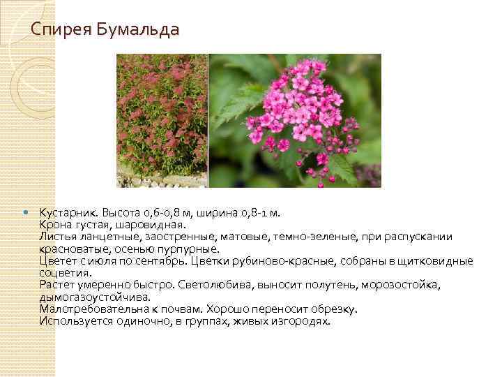 Спирея Бумальда Кустарник. Высота 0, 6 -0, 8 м, ширина 0, 8 -1 м.