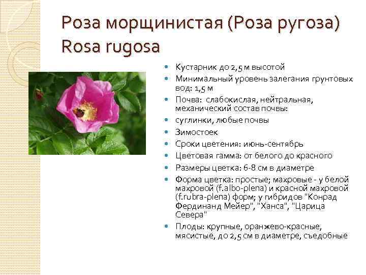 Роза морщинистая (Роза ругоза) Rosa rugosa Кустарник до 2, 5 м высотой Минимальный уровень