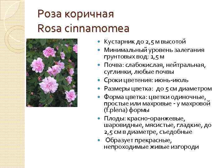 Роза коричная Rosa cinnamomea Кустарник до 2, 5 м высотой Минимальный уровень залегания грунтовых