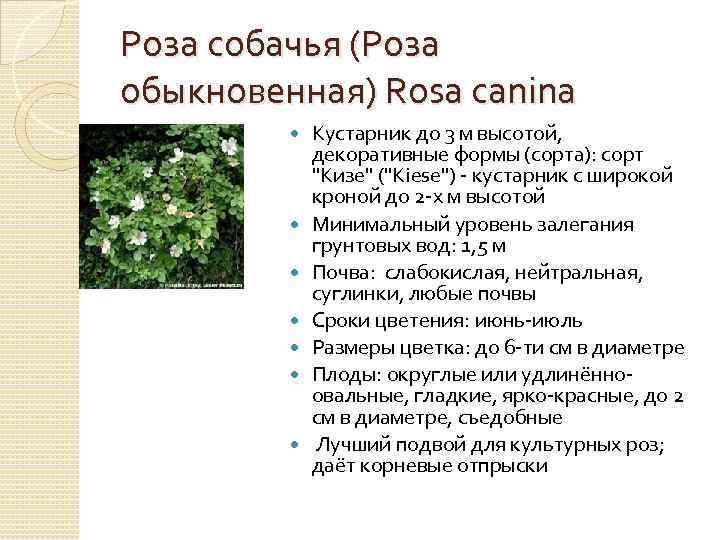 Роза собачья (Роза обыкновенная) Rosa canina Кустарник до 3 м высотой, декоративные формы (сорта):