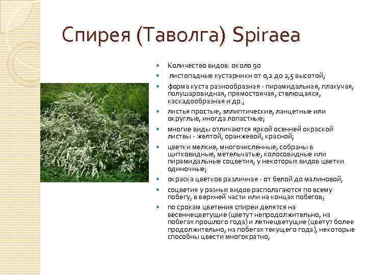 Спирея (Таволга) Spiraea Количество видов: около 90 листопадные кустарники от 0, 2 до 2,