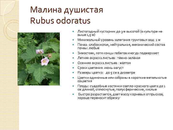 Малина душистая Rubus odoratus Листопадный кустарник до 3 м высотой (в культуре не выше