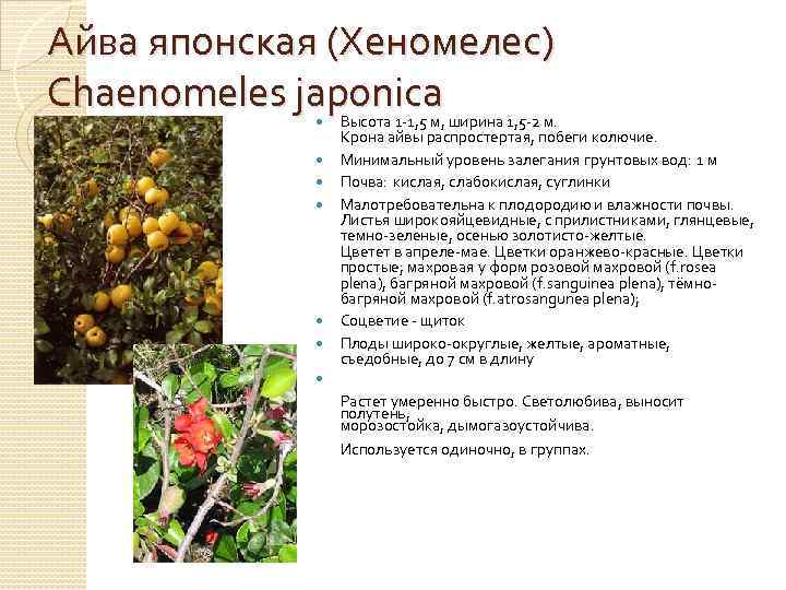 Айва японская (Хеномелес) Chaenomeles japonica Высота 1 -1, 5 м, ширина 1, 5 -2