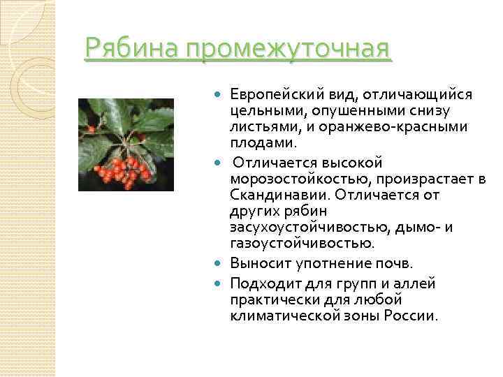 Рябина промежуточная Европейский вид, отличающийся цельными, опушенными снизу листьями, и оранжево-красными плодами. Отличается высокой