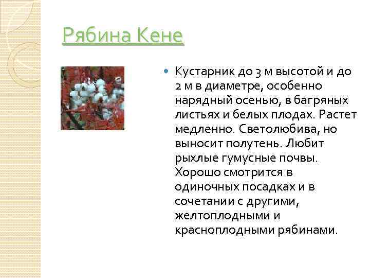 Рябина Кене Кустарник до 3 м высотой и до 2 м в диаметре, особенно