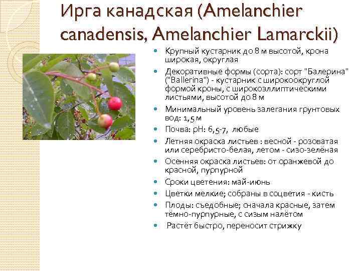 Ирга канадская (Amelanchier canadensis, Amelanchier Lamarckii) Крупный кустарник до 8 м высотой, крона широкая,