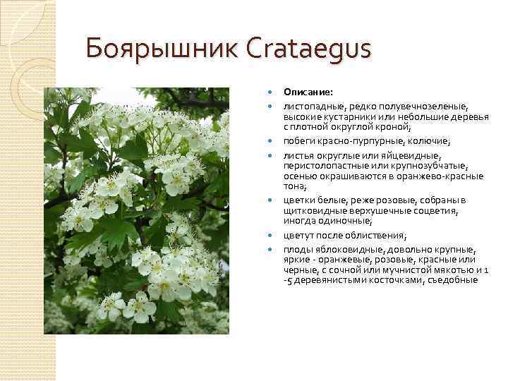 Боярышник Crataegus Описание: листопадные, редко полувечнозеленые, высокие кустарники или небольшие деревья с плотной округлой