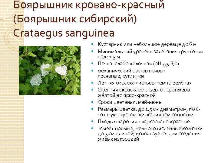 Боярышник кроваво-красный (Боярышник сибирский) Crataegus sanguinea Кустарник или небольшое деревце до 6 м Минимальный