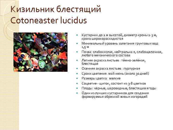 Кизильник блестящий Cotoneaster lucidus Кустарник до 2 м высотой, диаметр кроны 2 -3 м,