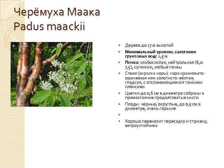Черёмуха Маака Padus maackii Дерево до 17 м высотой Минимальный уровень залегания грунтовых вод: